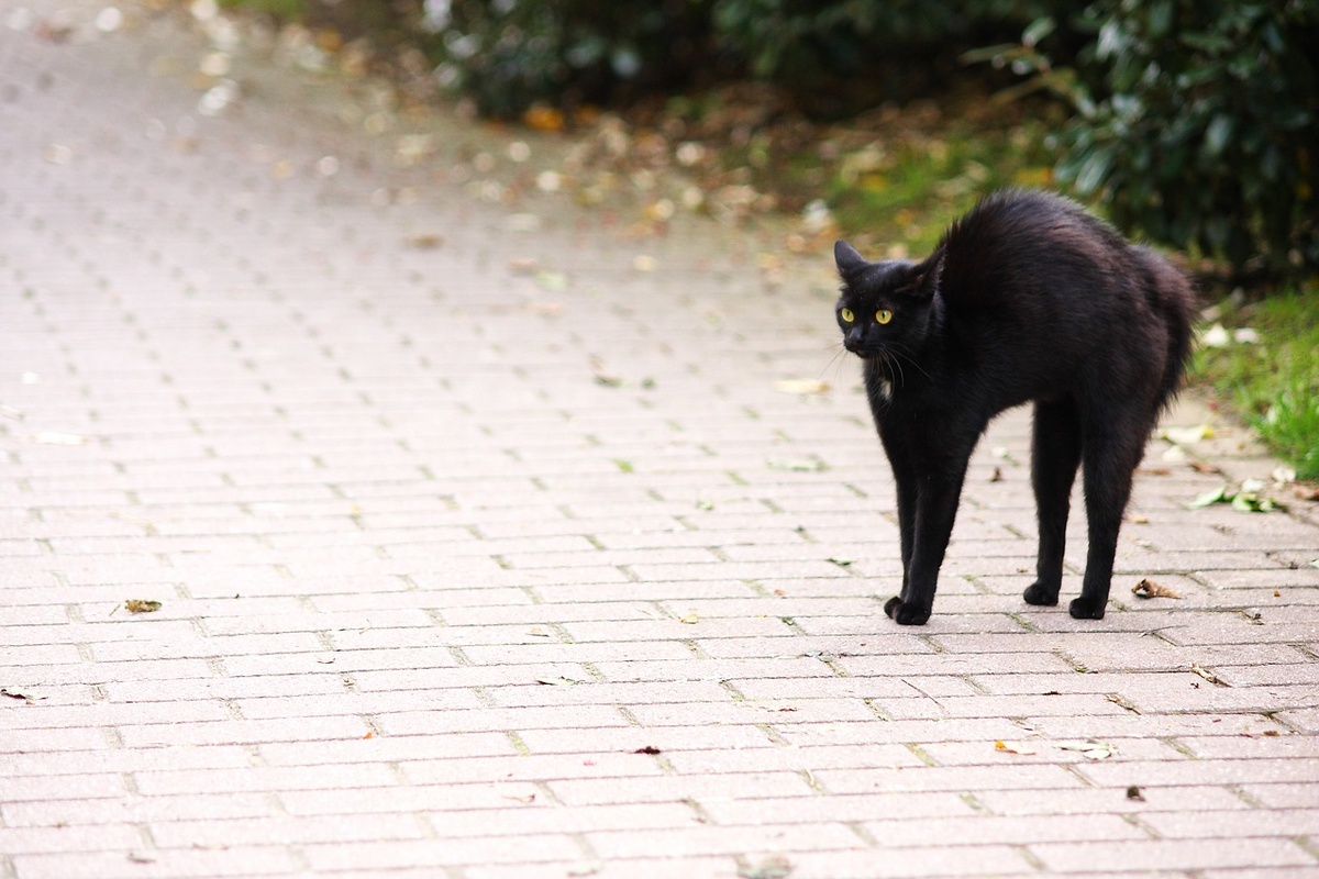 Für abergläubische Menschen bringen Freitag der 13. und eine schwarze Katze, die von links kommt, Unglück. (Foto: gem)