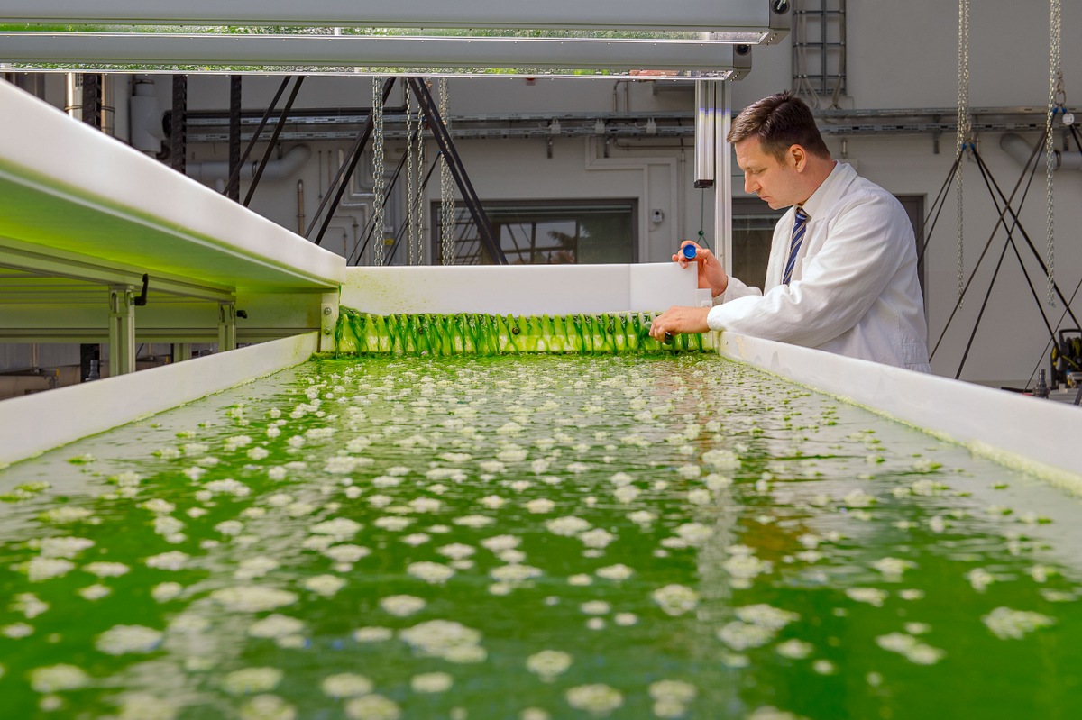 Professor Thomas Brück bei der Kultivierung von Algen. (Foto: Andreas Heddergott/TU München)
