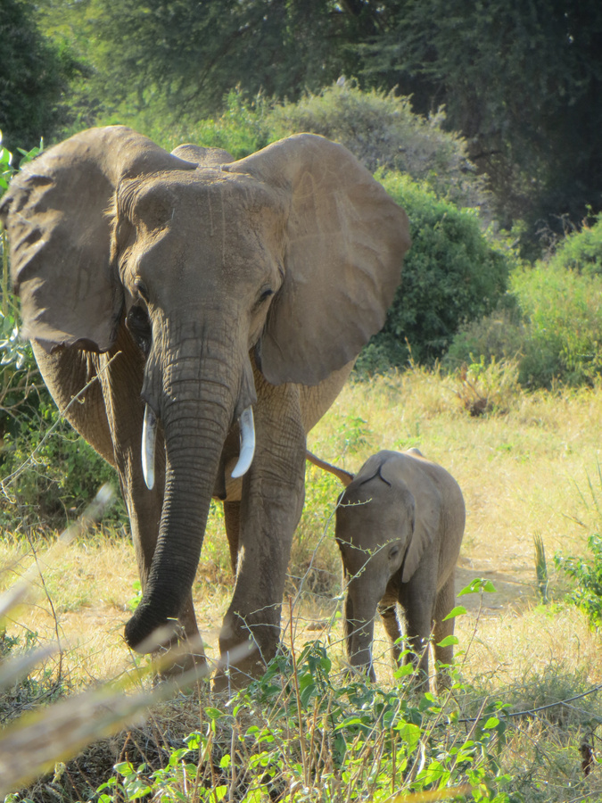 Echte Babyelefanten sucht man im Großarltal vergebens. Als symbolische Abstandsmesser sind sie aber in Corona-Zeiten in Österreich allgegenwärtig. (Foto: gem)