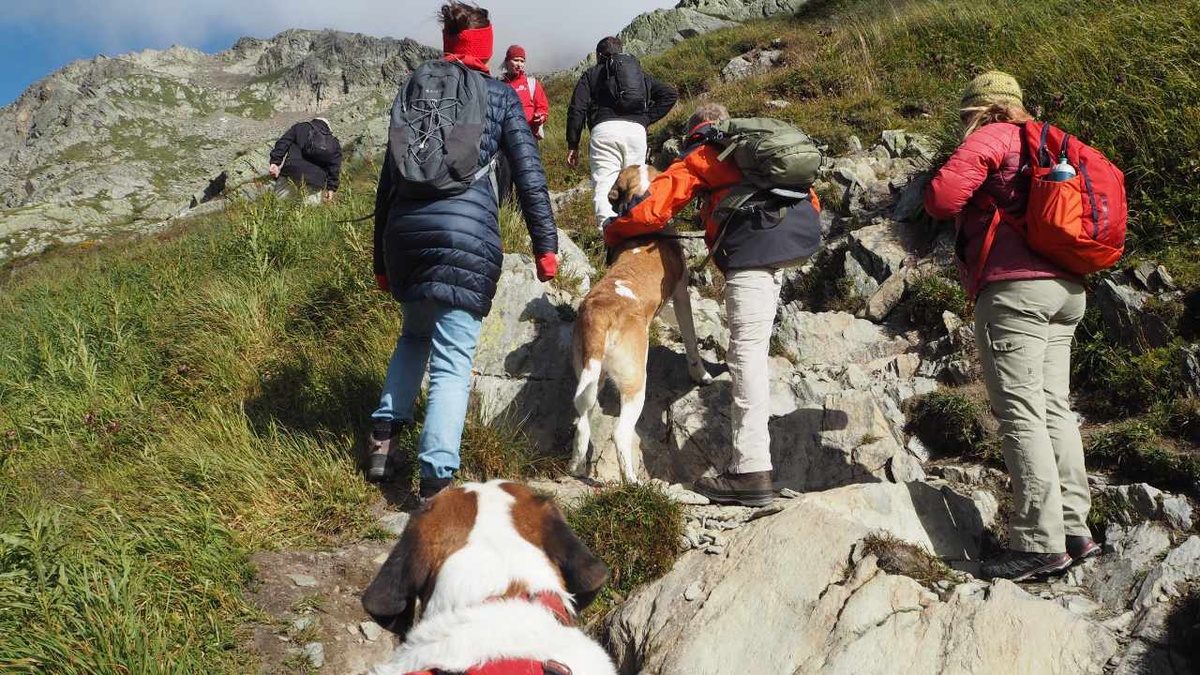 Nicht nur für Tierfreunde: Im Sommer begleiten die berühmten Bernhardiner-Hunde Touristen in die Berge. (Foto: Ludwig)