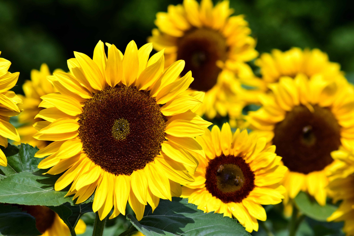 Stefanie Hertel vergleicht den Glauben mit einer Sonnenblume, die nährt und Freude bringt: „Das ist für mich vergleichbar mit Gott.“ (Foto: Pixnio/CC0)