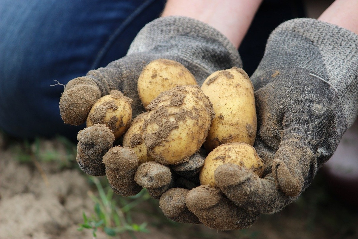 Die Kartoffel stammt aus der „Neuen Welt“. (Foto: gem)