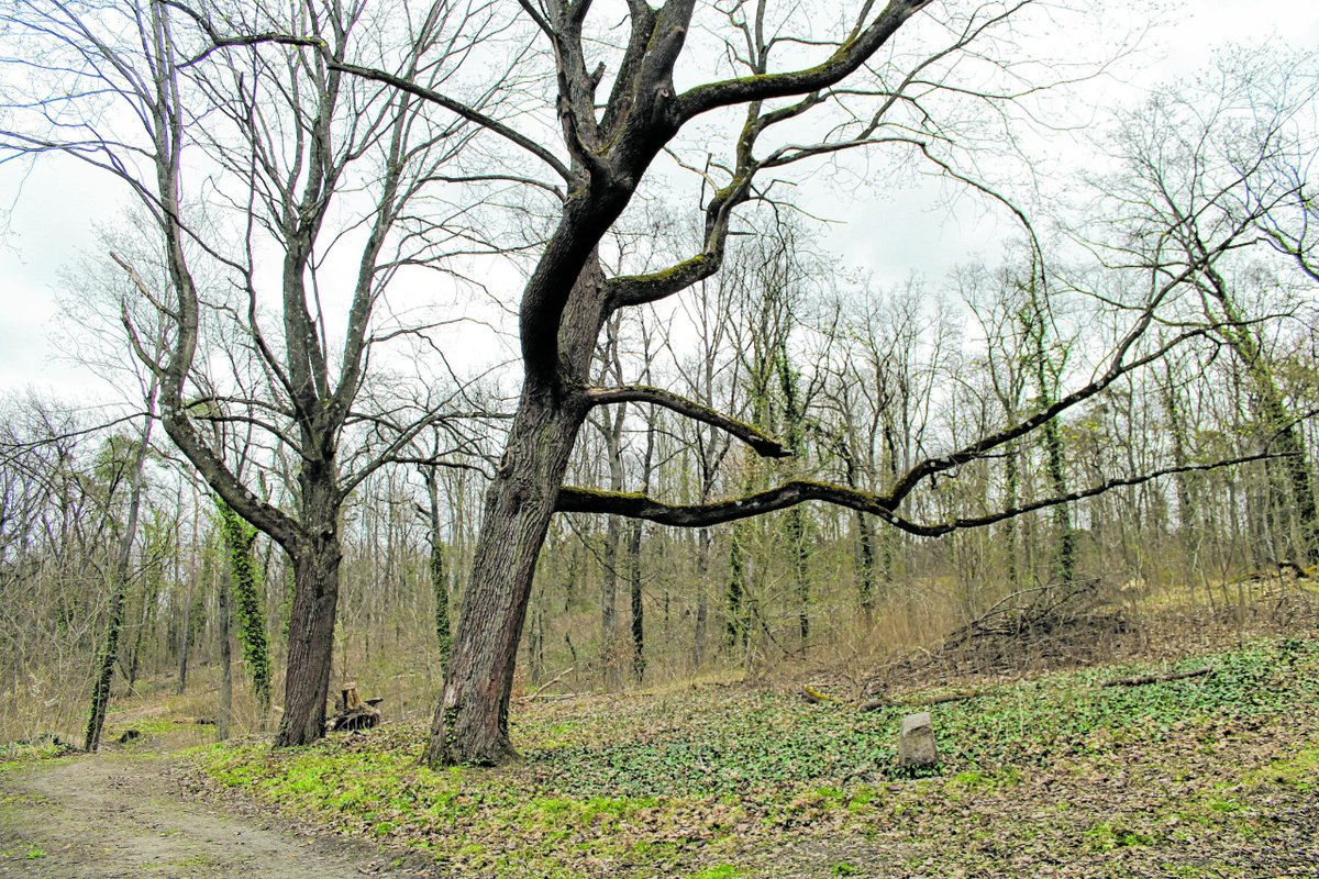 Blick in den deutschen Mischwald mit Buchen, Eichen, Ahorn und Linden im April 2021 – viele Bäume haben dieses Jahr noch keine Blätter. (Foto: Thiede)