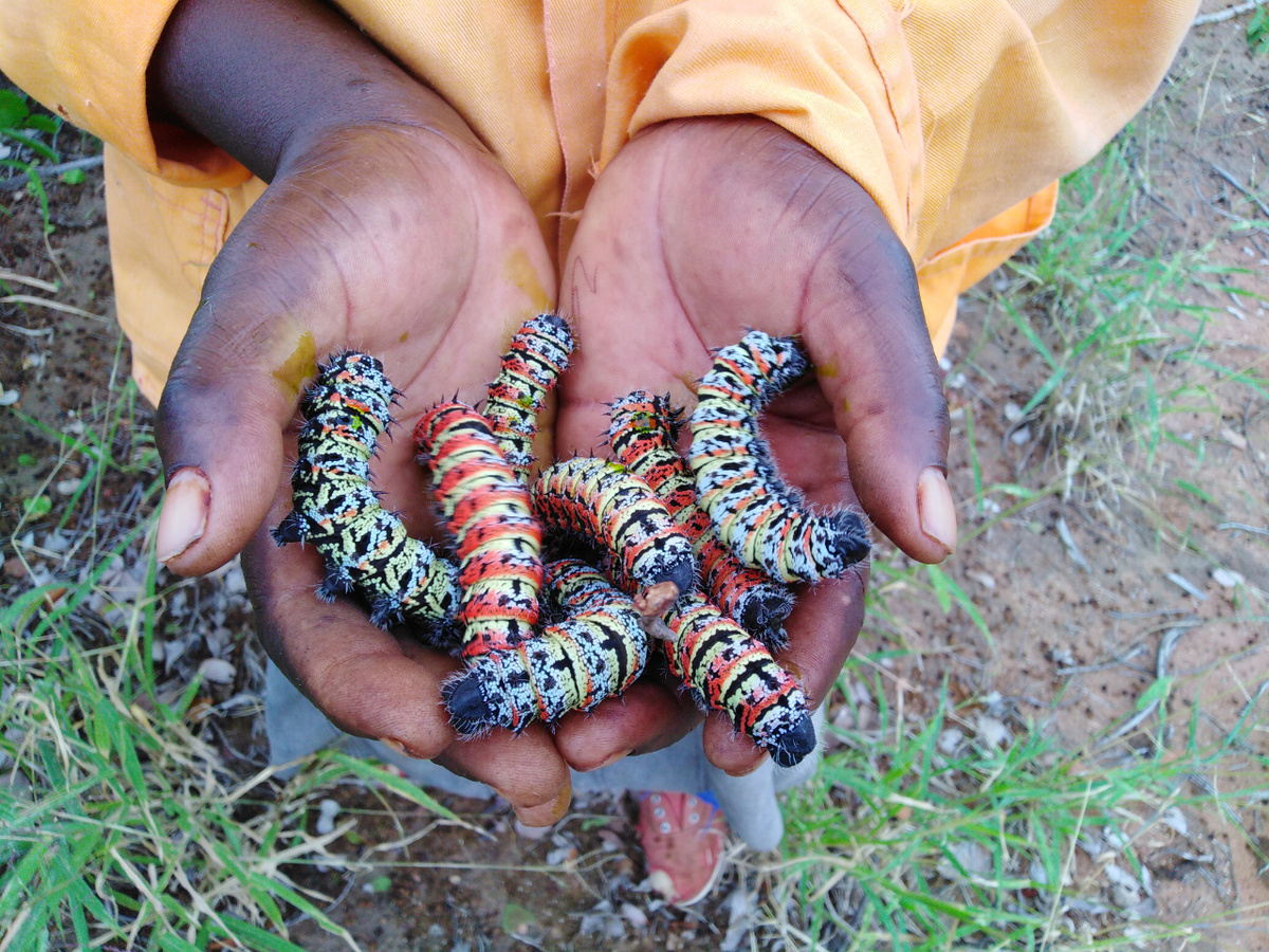 Eine Anwohnerin des Nationalparks hat mehrere der bunten Mopane-Würmer gesammelt. Die Raupen gelten in Südafrika als proteinreiche Delikatesse. (Foto: Louise Swemmer)