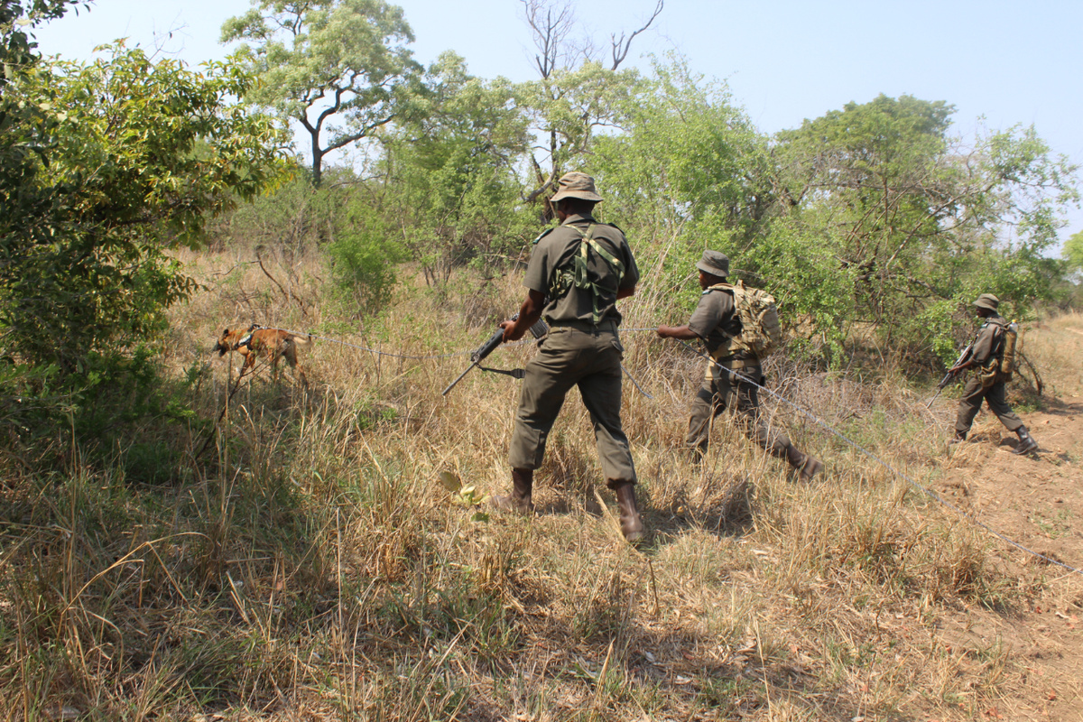Bewaffnete Wildhüter patrouillieren im Nationalpark, um die Mopane-Erntehelfer vor Angriffen wilder Tiere zu schützen. (Foto: Sanparks)