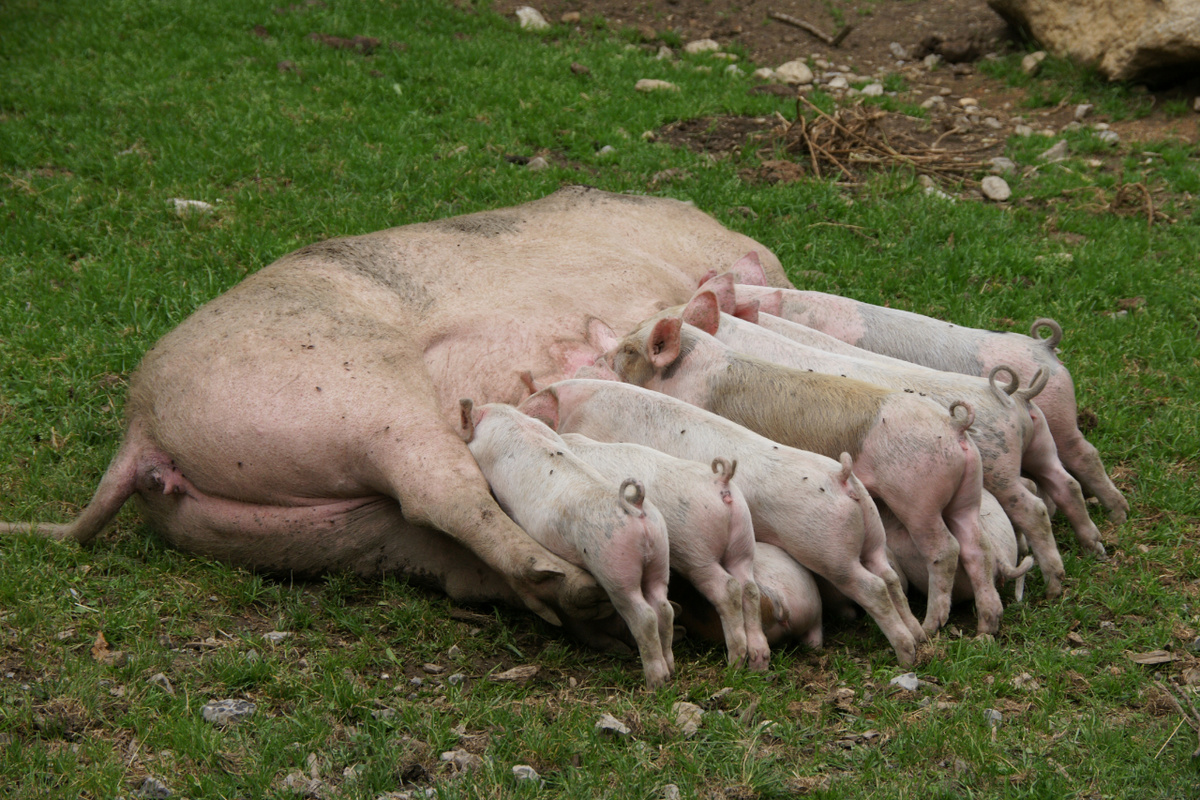 Um kaum ein anderes Tier ranken sich im Deutschen so viele Redensarten wie um das Schwein. (Foto: Krauß)