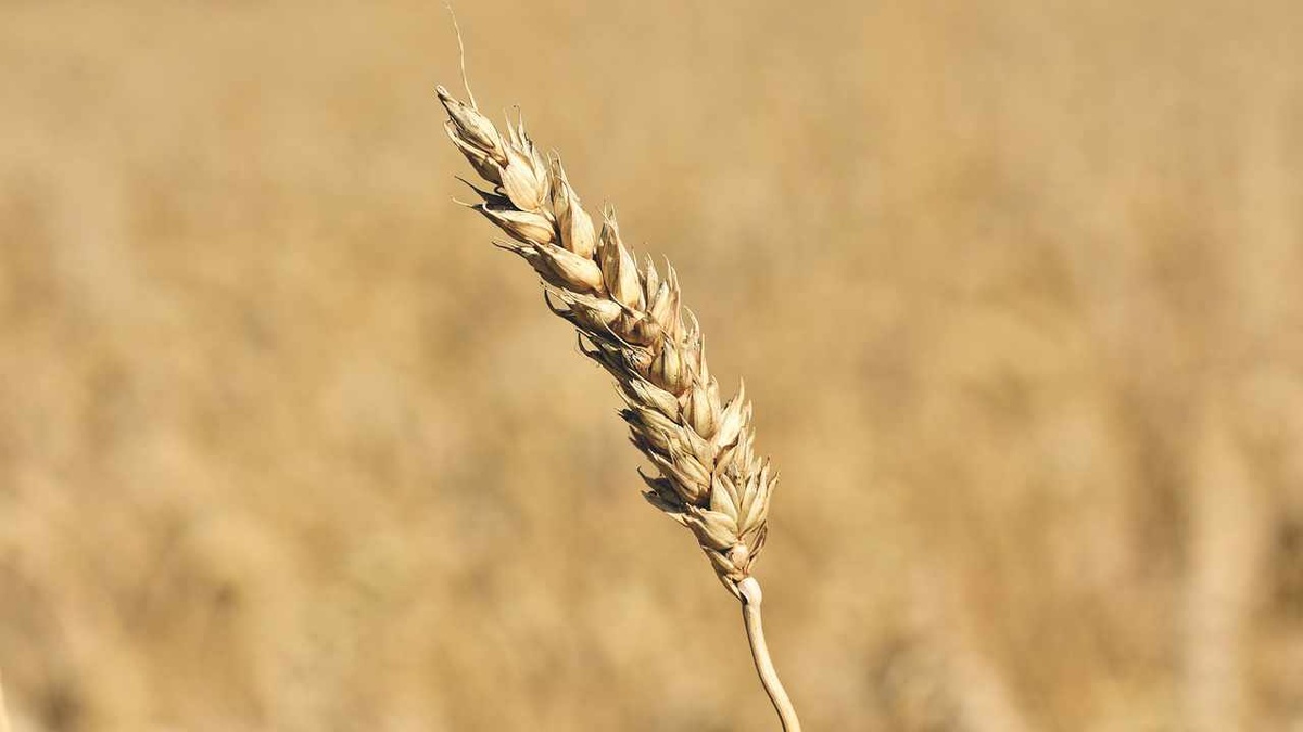 Als noch kein Krieg war und die Landwirtschaft noch nicht stillstand, kam günstiges Getreide – vor allem Weizen – aus der Ukraine und Russland. (Symbolfoto: gem)