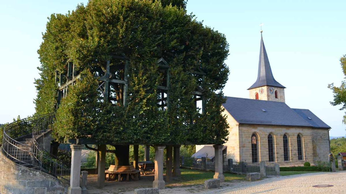 Die sorgfältig zugeschnittene Tanzlinde von Peesten erhebt sich neben der kleinen Marienkirche. (Foto: Traub)