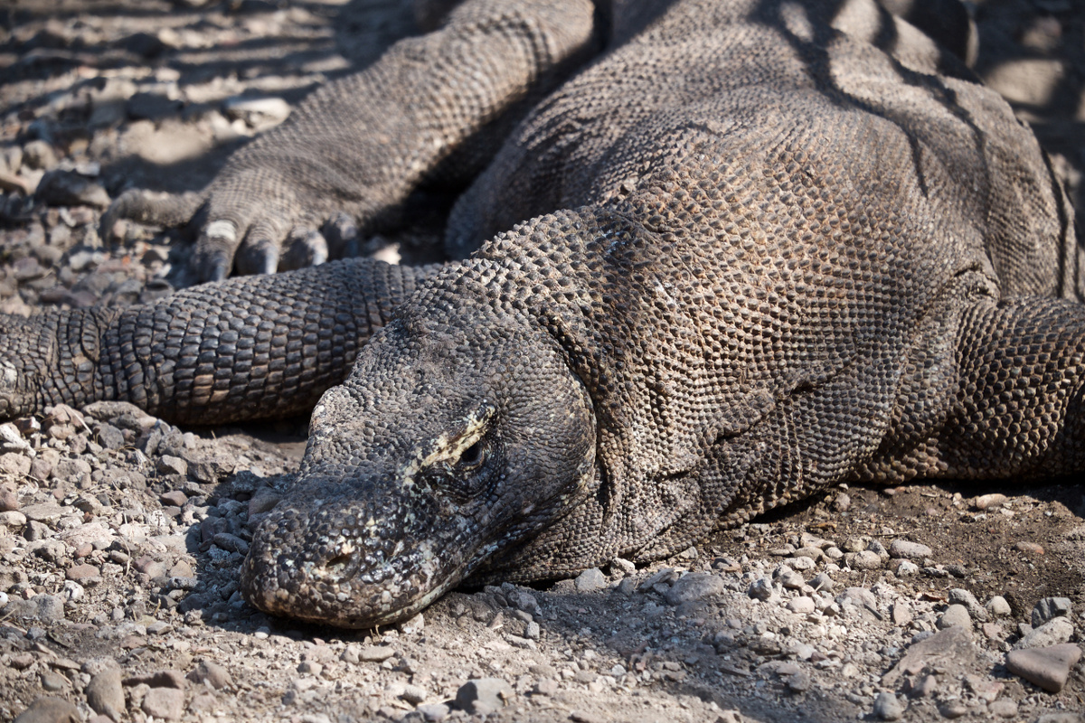 Um den Waran-Bestand zu schonen, war ursprünglich geplant, der Komodo-Nationalpark 2020 zu schließen. Nun sollen hohe Eintrittspreise abschrecken. (Foto: Enric Boixadós)