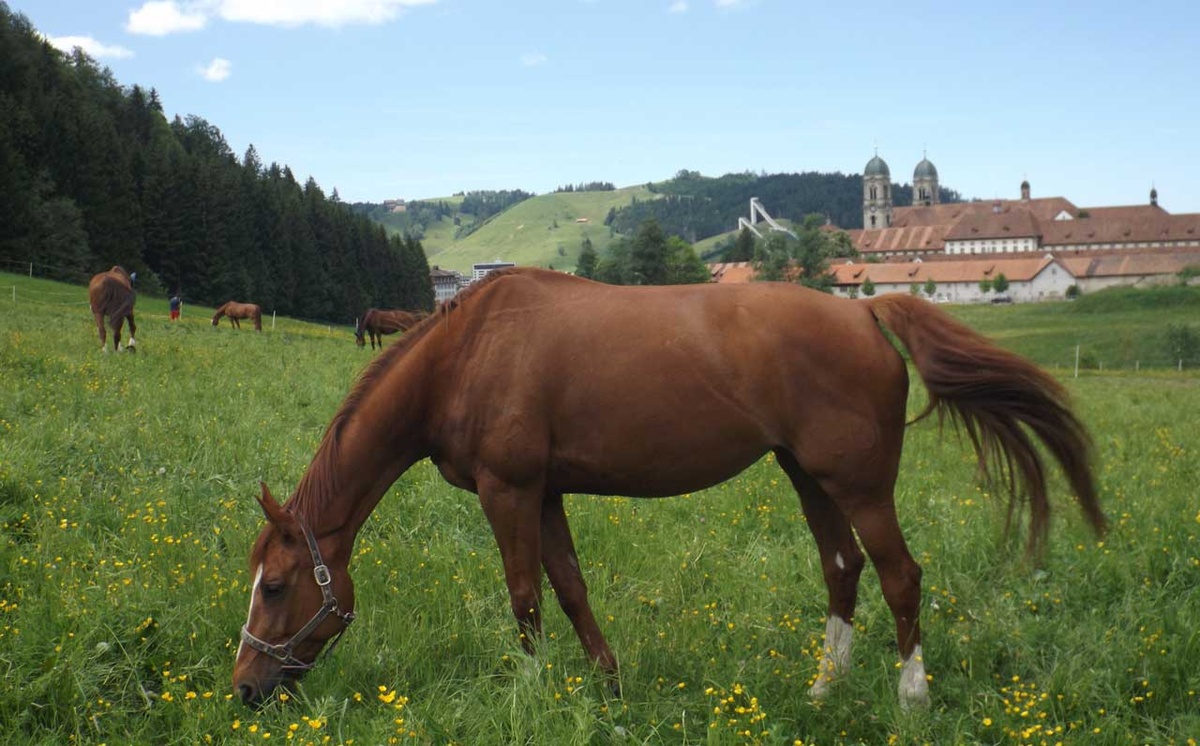 Die Mönche von Einsiedeln haben eine bedeutende Pferdezucht hervorgebracht. Im Bildhintergrund das Kloster. (Foto: Horat)