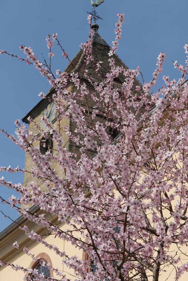 Neben Gimmeldingens Dorfkirche blühen Mandelbäume. (Foto: Schenk)