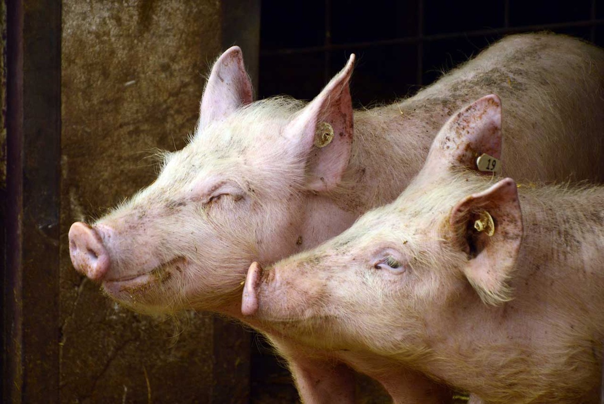 Forscher in den USA experimentierten mit den Gehirnen geschlachteter Schweine und entlockten ihnen Lebenszeichen – Stunden nach dem Tod. (Symbolfoto: gem)