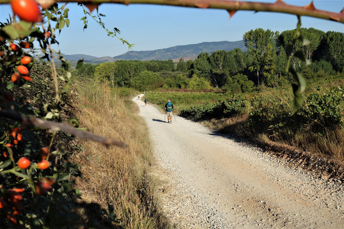 Der klassische, sogenannte Französische Weg – hier zwischen Camponaraya und Cacabelos in Kastilien-León – führt durch herrliche Landschaften. (Foto: Drouve)