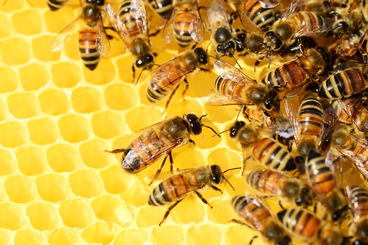 Bienen im Bienenstock. (Foto: gem)