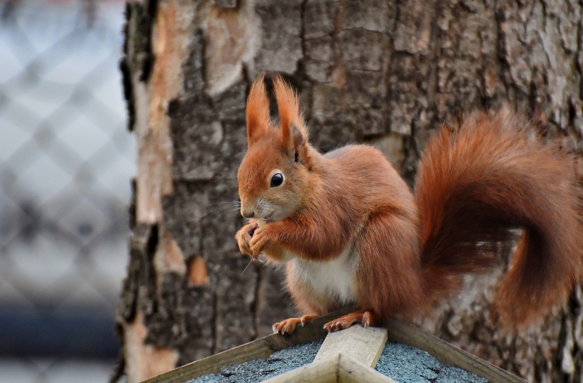 Ein Eichhörnchen. (Foto: gem)