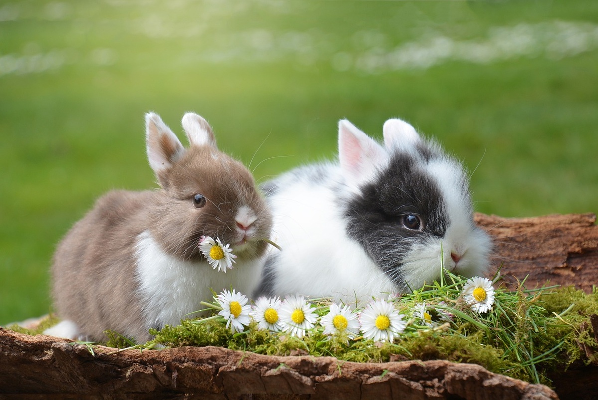 Zwei junge Kaninchen. (Foto: gem)