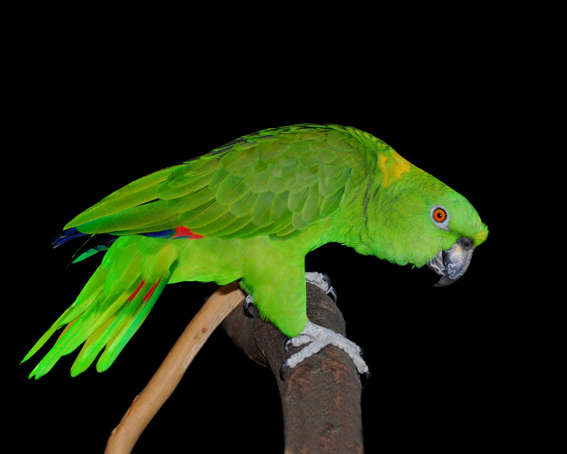 Papagei.     Foto: Matt Edmonds/CC BY 3.0