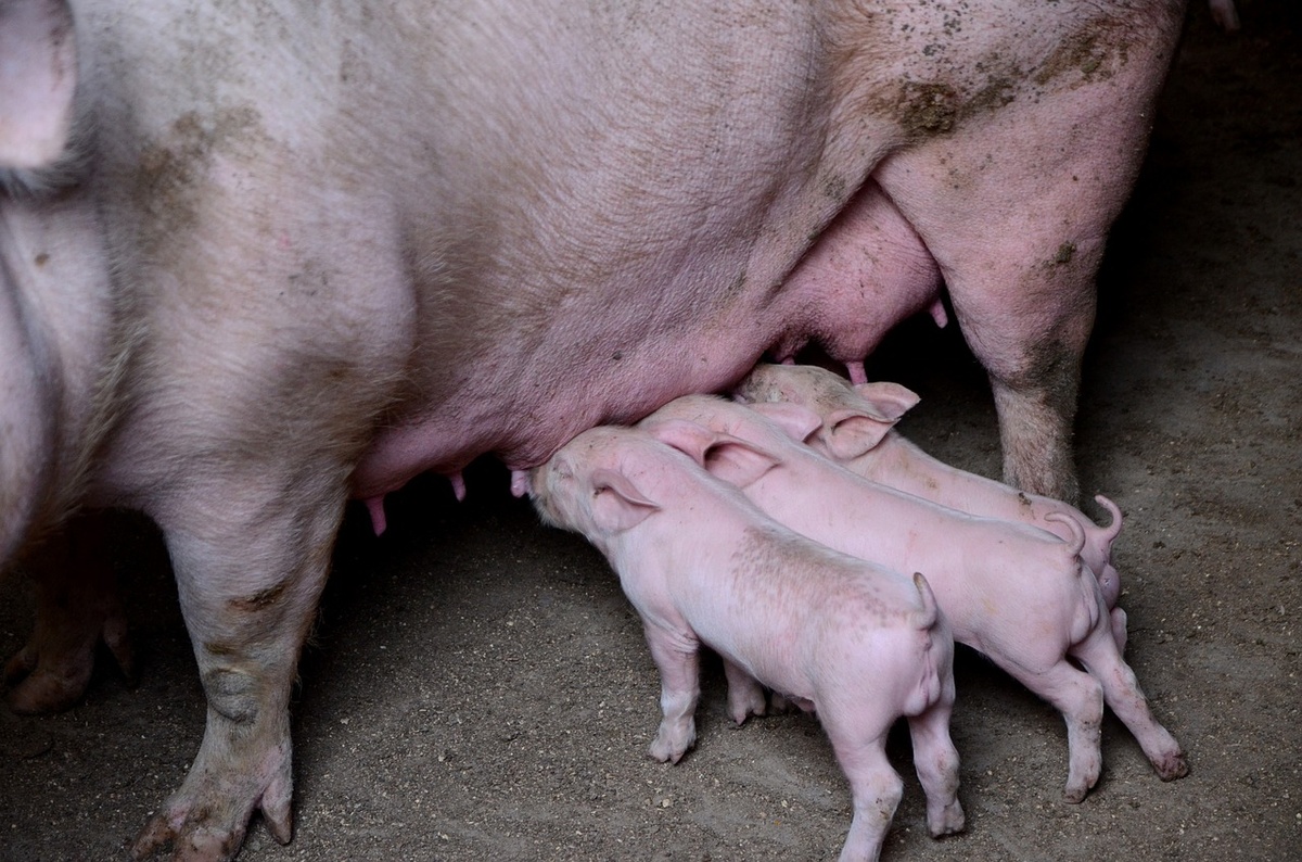 Schwein mit Ferkeln.      Foto: gem