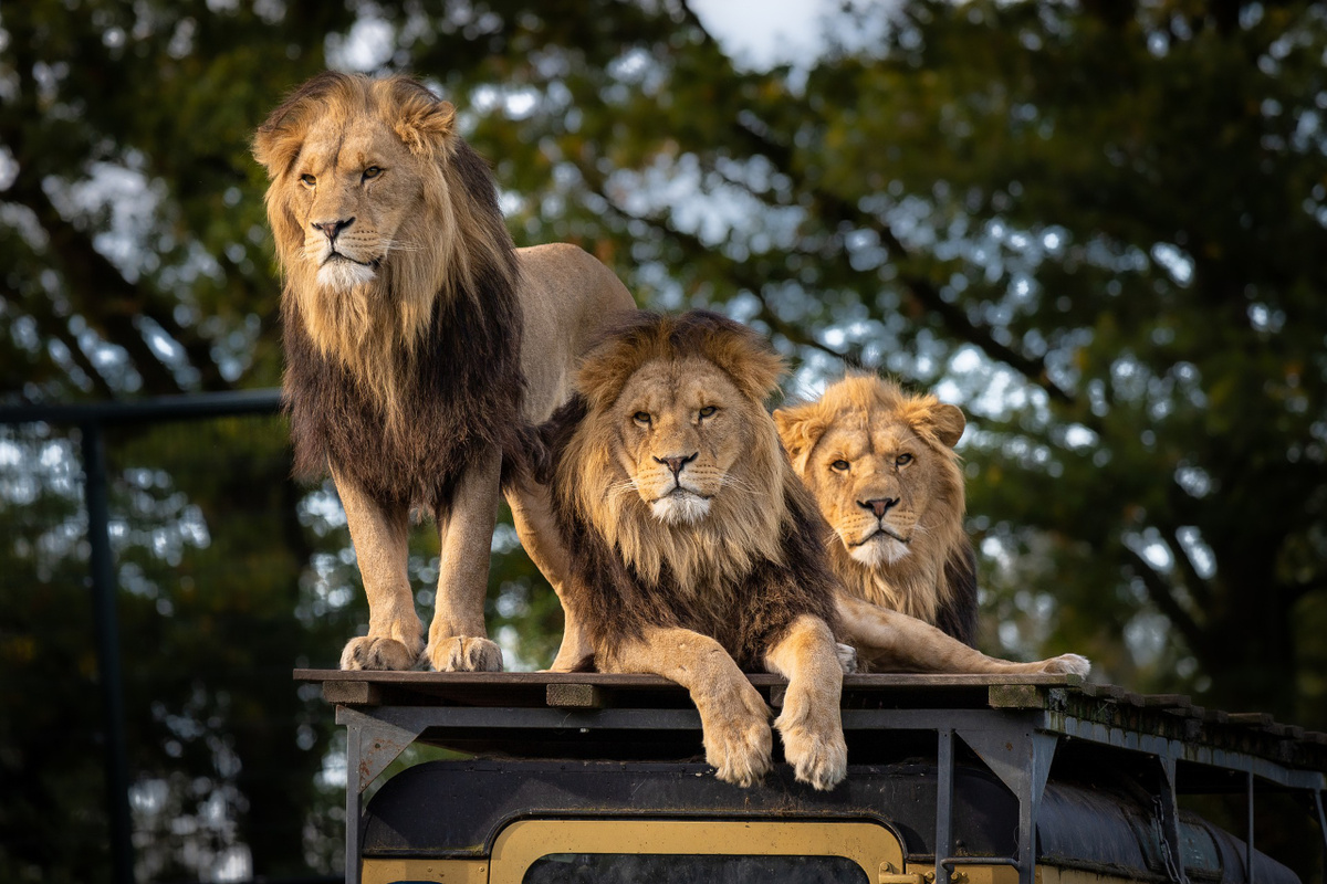 Löwen im Zoo. (Foto: gem)