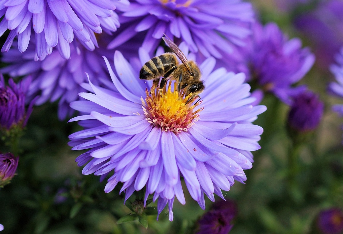 Bienen sind "für die biologische Vielfalt und die Bewahrung der Schöpfung von großer Bedeutung", sagt der Bamberger Erzbischof Ludwig Schick. (Foto: gem)