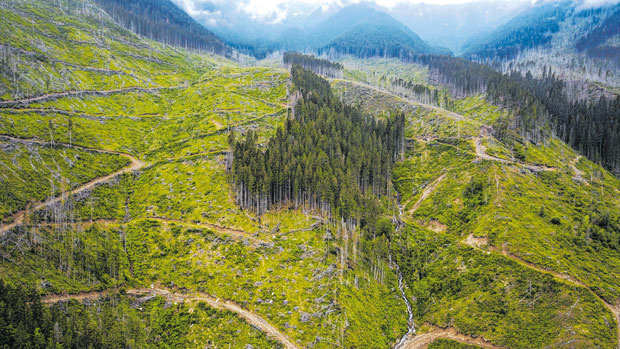 Waldzerstörung im Făgăraș-Gebirge, Südkarpaten. Foto: Agent Green