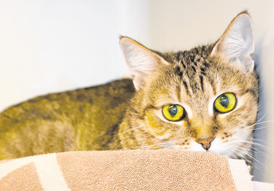 „Corona-Katze“ Bailey sucht ein liebevolles neues Zuhause. Foto: TVM